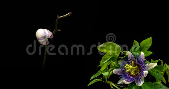 一个盛开的西番莲和兰花的集合两个时间的拼贴画视频的预览图