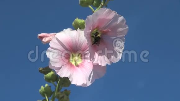 大黄蜂在两朵粉红色的花周围飞来飞去视频的预览图