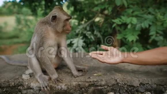 一个把他晒黑的手臂给猴子的人之间正在形成的友谊猴子坐在灰色的石头上不情愿视频的预览图