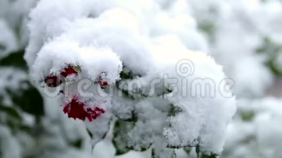 冬天开始的时候柔和的雪落在红玫瑰上视频的预览图