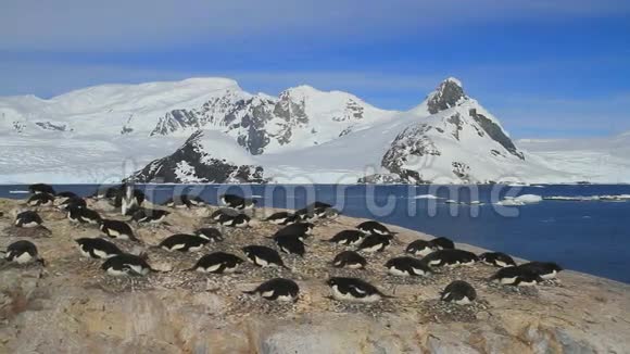 在南极半岛西海岸的山脉和海洋背景下AdA的小群落位于企鹅身上视频的预览图