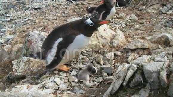 登图企鹅雌鸟与两只刚孵出的雏鸟坐在巢旁视频的预览图