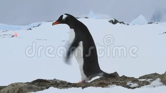 古图企鹅站在岩石上挥舞着翅膀模仿着崛起视频的预览图