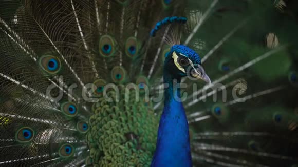 用他鲜艳的羽毛脖子和火车合上了精彩的孔雀印度野生孔雀的奇妙形象视频的预览图