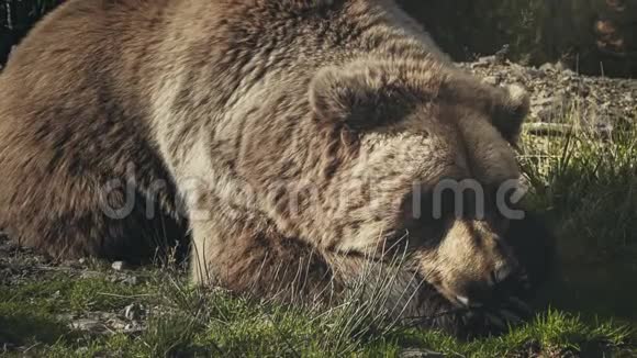 一只巨大的棕熊躺在草地上视频的预览图