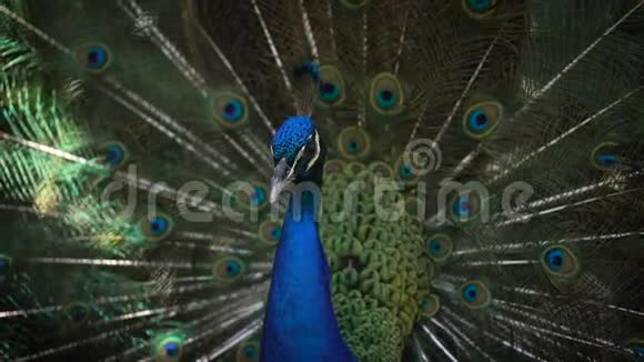 一只迷糊的孔雀蓝顶和明亮的蓝色树干的近景它用长长的漂亮羽毛把尾巴毛松了起来视频的预览图