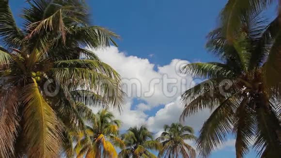 蓝天下的椰子树阳光明媚视频的预览图