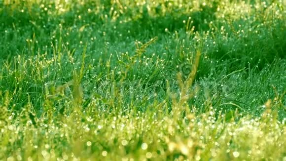 模糊的绿草背景水滴和晨露视频的预览图