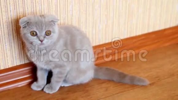 苏格兰折叠小猫孤立的家视频的预览图