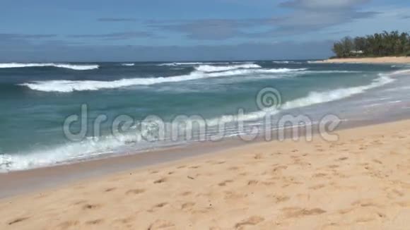 夏威夷海滩上的狗在海浪中奔跑视频的预览图