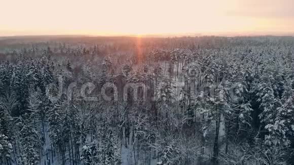 芬兰拉普兰荒野中部美丽的雪树之间飞行的空中镜头视频的预览图