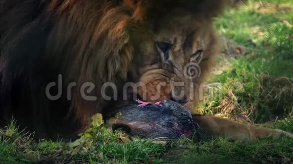 狮子吃死动物特写视频的预览图