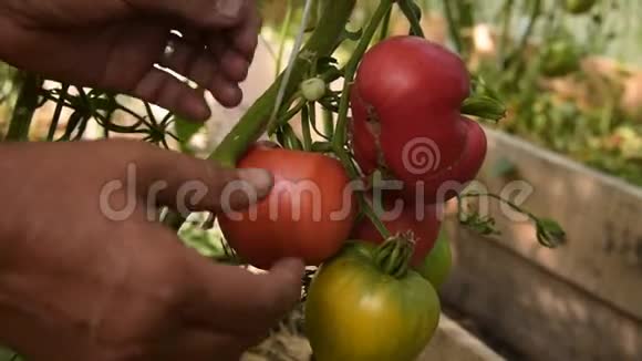 农夫在温暖的房子里摘西红柿视频的预览图