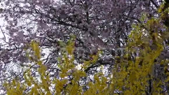 春天鸽子在美丽的花田里视频的预览图
