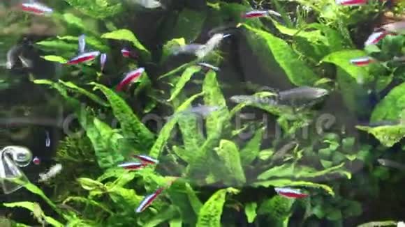 水族馆藻类中透明的鱼类视频的预览图
