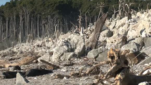新西兰的岩石海滩视频的预览图