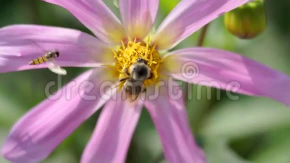 蜜蜂在花园里给一朵花授粉视频的预览图