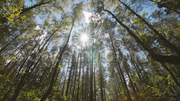 树的底部景色阳光穿过树冠视频的预览图