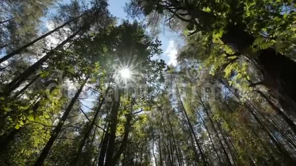 树的底部景色阳光穿过树冠视频的预览图