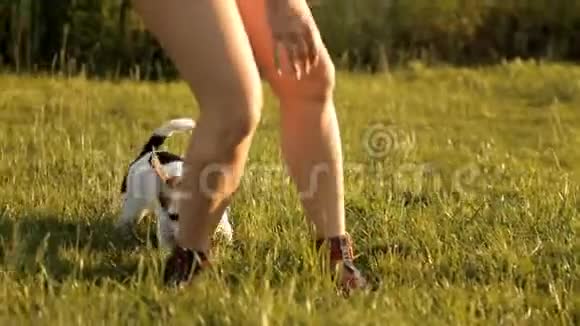 可爱的女孩正和她的狗在公园的草坪上玩耍视频的预览图