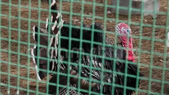 绿色栅栏后面的鸟舍里有黑色火鸡动物园里的农场动物春天慢动作视频的预览图