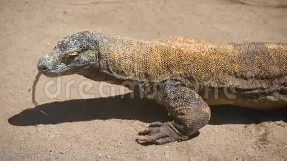 大的热带鬣蜥在沙中缓慢地蠕动周期性地伸出舌头动物长鳞状尾巴视频的预览图