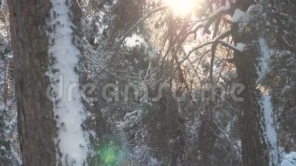 树枝太阳在日落时眩光晴雪眩光冬季景观在阴天的冬天树顶冬天的松树视频的预览图