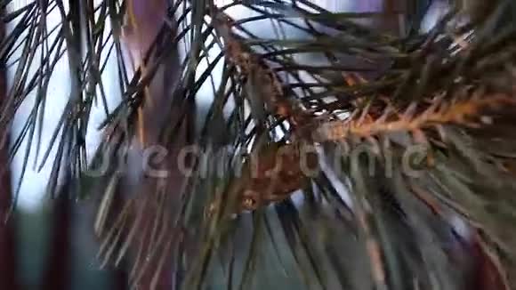 松枝上的松果在微风中摇摆冬天的雪林近距离视频的预览图