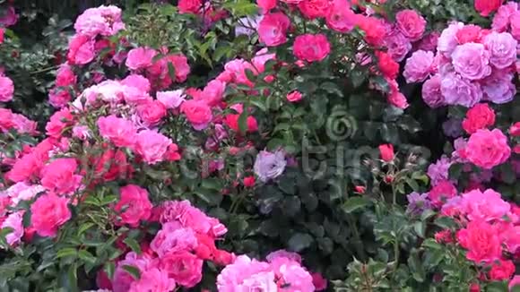 春天花园里种着红玫瑰视频的预览图