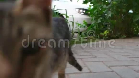 猫嗅着相机走开视频的预览图
