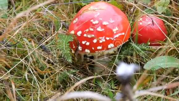 十月在草地上的大红飞琼脂蘑菇收获季节视频的预览图