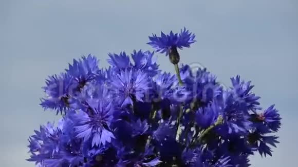 旋转的一束蓝色矢车菊视频的预览图