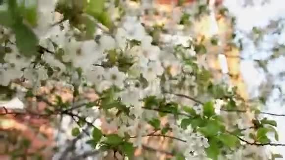 樱花花视频的预览图