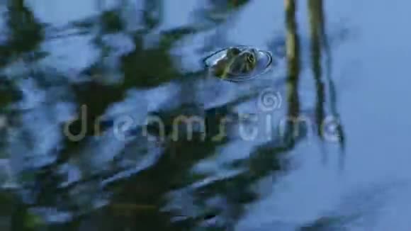 水里的青蛙视频的预览图
