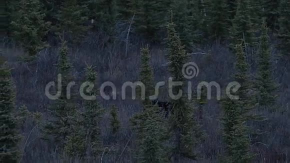 黑熊在黑暗的育空地区森林中行走视频的预览图