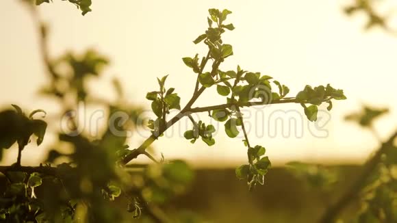 树枝生阳光苹果树枝在夕阳下苹果树枝在夕阳下阳光下生活方式自然视频的预览图