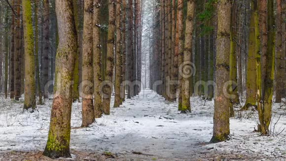 冬天的山谷森林和降雪视频的预览图