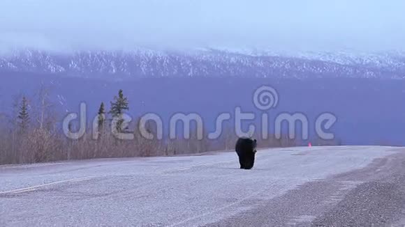 黑熊在育空公路上行走视频的预览图