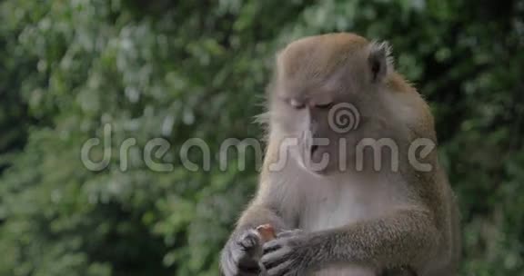 猴子吃巧克力糖视频的预览图