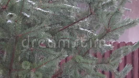 潮湿的雪落在树的背景下视频的预览图