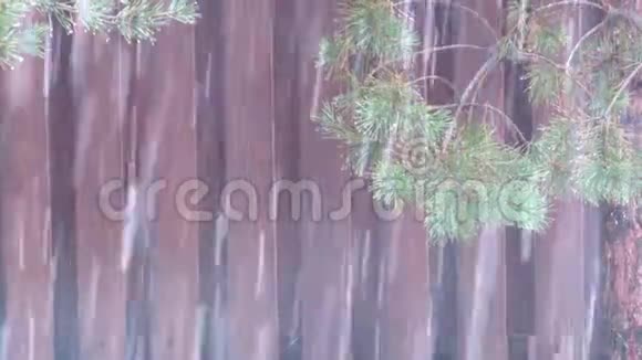 潮湿的雪落在树的背景下视频的预览图