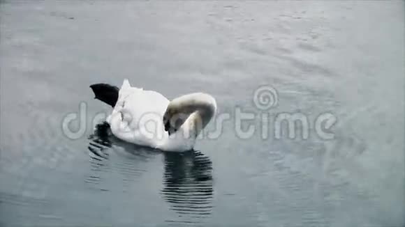 天鹅漂浮在湖面上清洁自己视频的预览图
