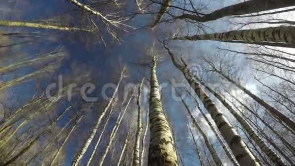 春天白桦林在风中从下面和云中运动时间流逝4K视频的预览图
