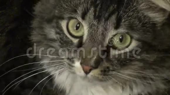 多情的毛茸茸的猫视频的预览图