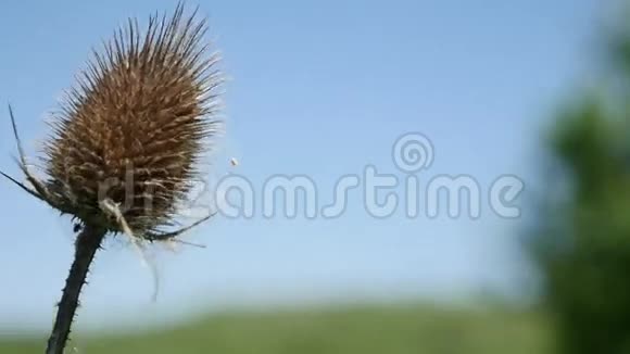 大自然中带刺植物的近景视频的预览图