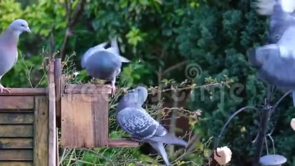 野鸽子从松鼠盒子里偷花生视频的预览图