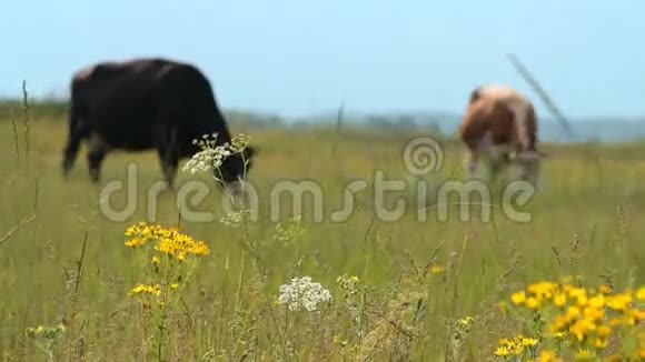 两头奶牛在牧场上觅食视频的预览图