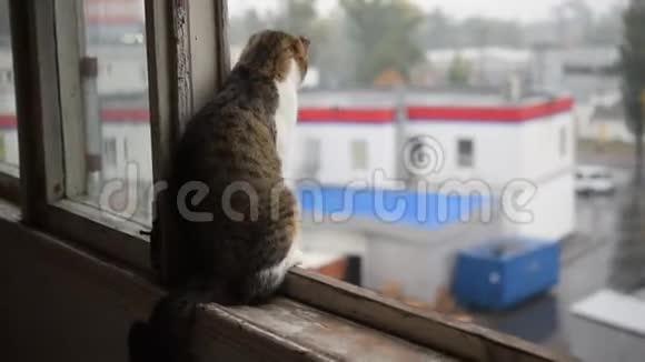 窗台上的猫正在经历雨视频的预览图