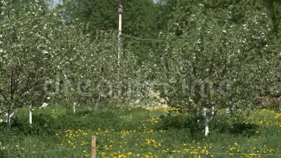 夏天的苹果花园视频的预览图