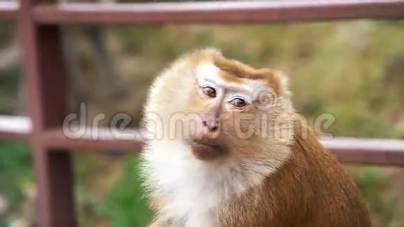 猴子吃芯片视频的预览图